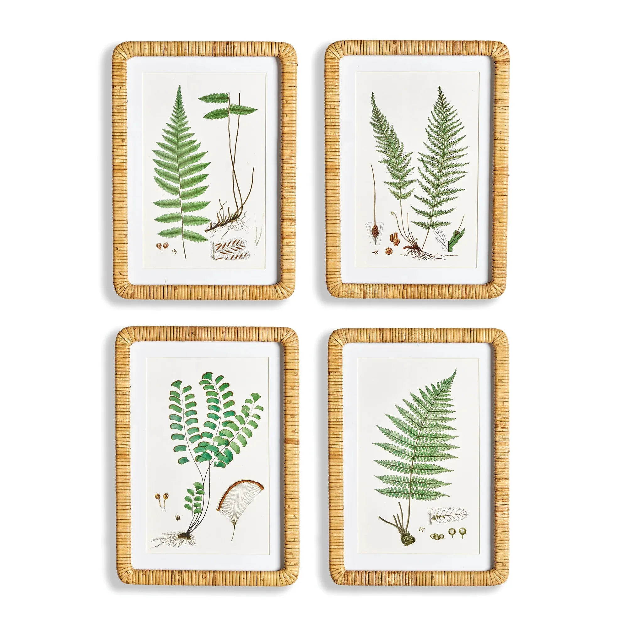 Forest Fern Prints - 4 Styles